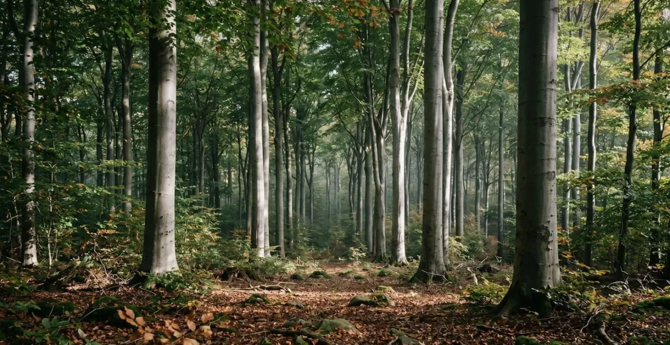 Dense old-growth beech forest with layered canopy creating dappled light patterns ideal for wildlife observation in mountain terrain