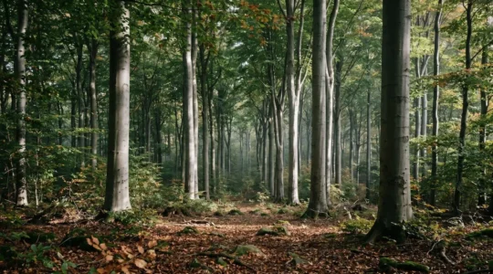 Dense old-growth beech forest with layered canopy creating dappled light patterns ideal for wildlife observation in mountain terrain