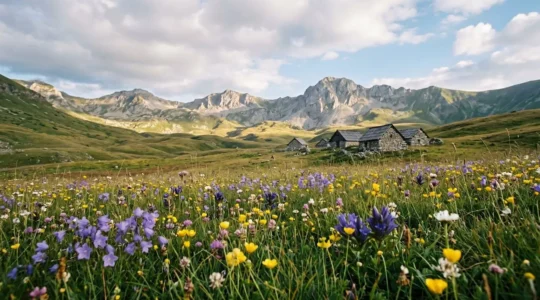 High alpine meadow of Shar Planina with endemic wildflowers in foreground and limestone peaks under dramatic sky
